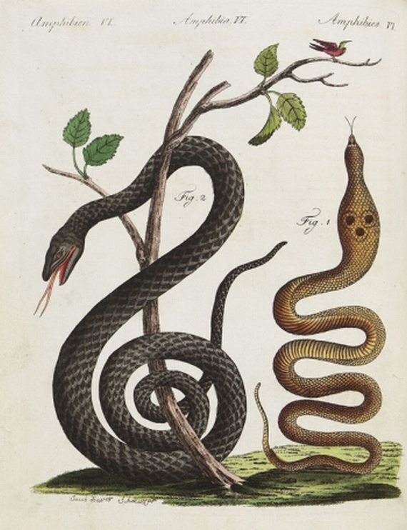 Bertuch, F. J. - Bertuch, Fr. J., Novus orbis pictus. 2 Bde. 1805