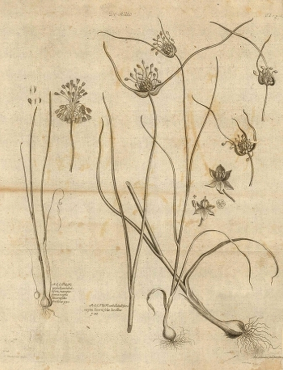 Albrecht von Haller - Opuscula sua botanica. 1749.