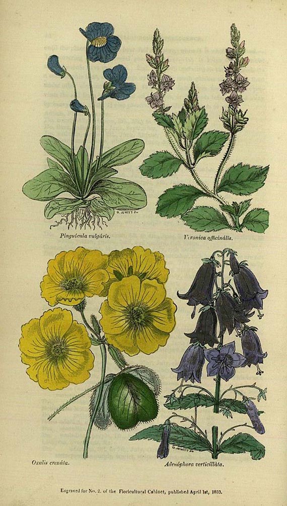   - Floricultural cabinet. 1833