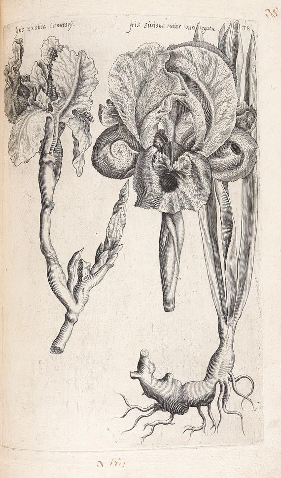 Emanuel Sweertius - Florilegium. 1612