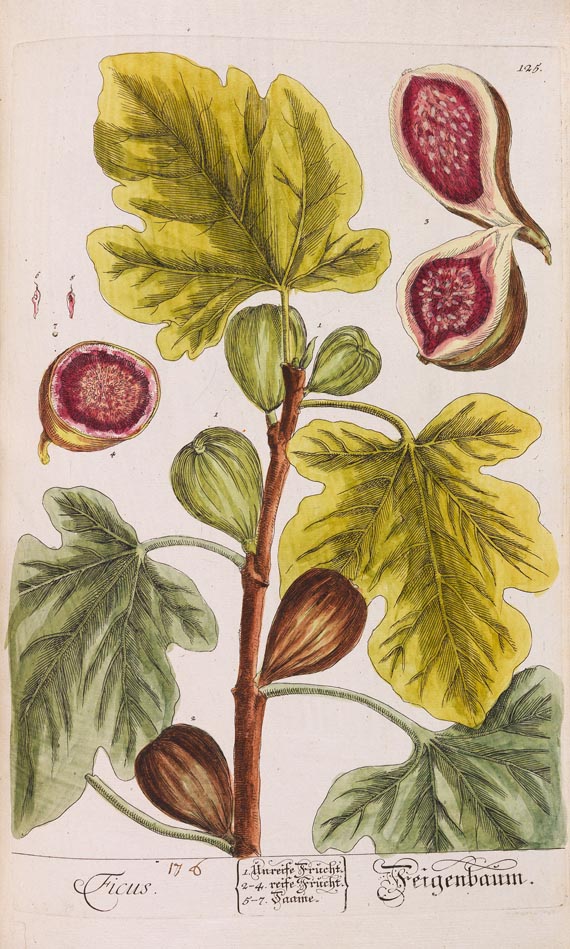   - Herbarium Blackwellianum. 6 Bde. 1750 - Weitere Abbildung