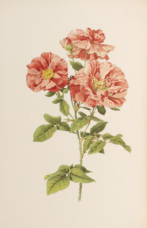 Ellen Willmott - The Genus Rosa, 2 Bde., 1914 - Weitere Abbildung