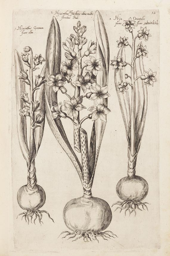 Emanuel Sweertius - Florilegium. 1612 - Weitere Abbildung