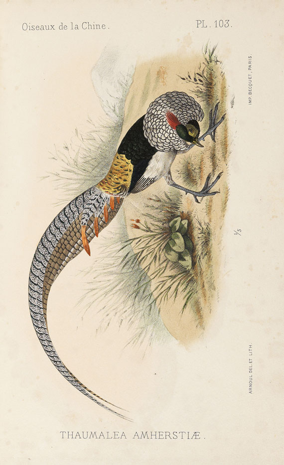 Armand David - Oiseaux de la Chine. 1877. - Weitere Abbildung