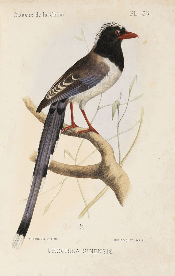Armand David - Oiseaux de la Chine. 1877. - Weitere Abbildung