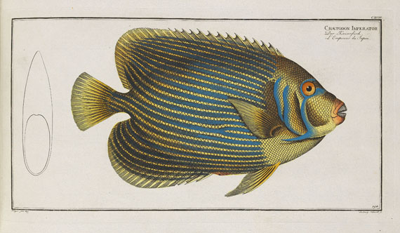 Marcus Elieser Bloch - Oecon. Naturgeschichte der Fische/d. ausländ. Fische. 5 Text- u. 4 Tafelbde. Zus. 9 Bde. 1782-87.