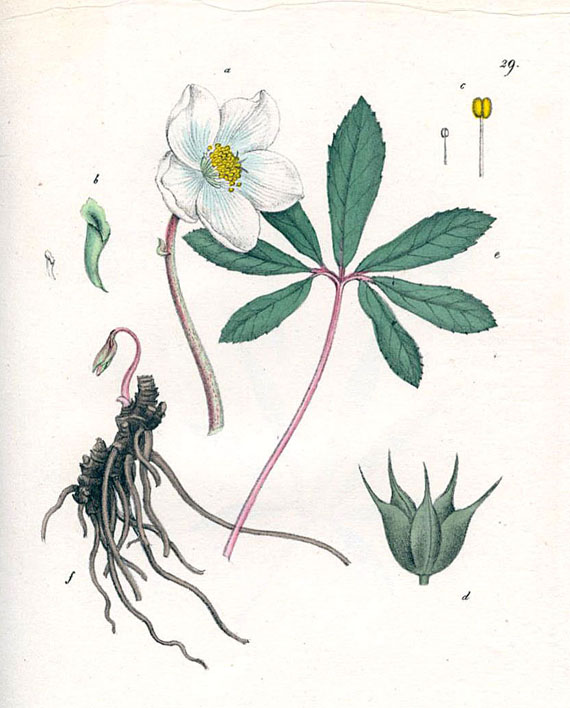 Johannes Jacob Hegetschweiler - Giftpflanzen der Schweiz. Um 1827-29.