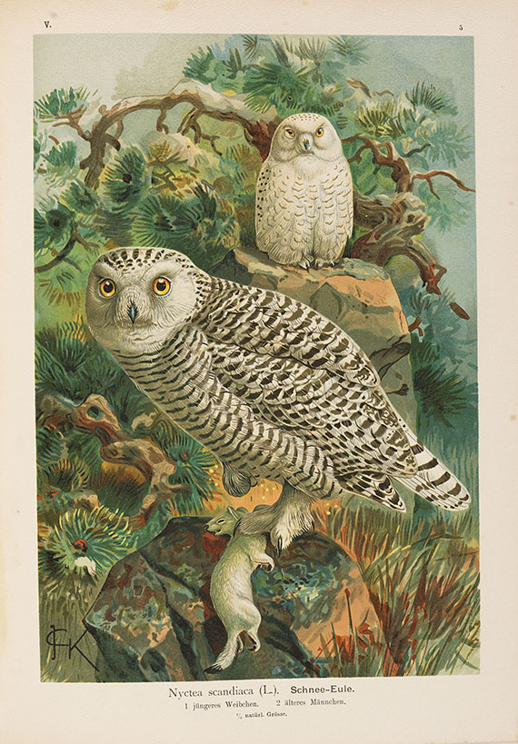 Johann Andreas Naumann - Naturgeschichte der Vögel. 12 Bde. 1897-1905.