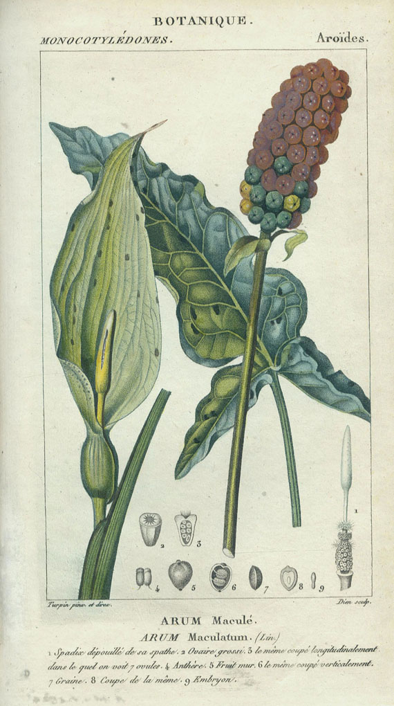   - Dictionnaire ... Botanique (P. J. F. Turpin). 1816-29. 3 Bde.