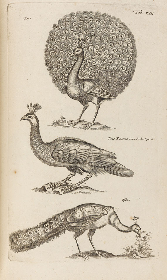 Oiseaux - Les oiseaux. 1795.