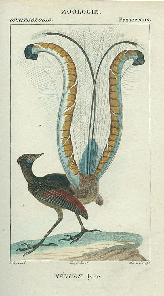 Dictionnaire des sciences naturelles - Dictionnaire ... Ornithologie (C. Dumont de Saint-Croix). 1816-30.