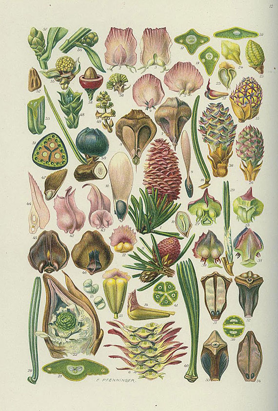 Gustav Hegi - Illustrierte Flora von Mittel-Europa. 13 Bde.