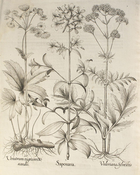 Blumen und Pflanzen - 2 Bll. Nelken und Saponaria.