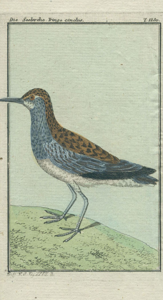Georges Louis Leclerc de Buffon - Naturgeschichte der Vögel. Bd. XXVII. 1803