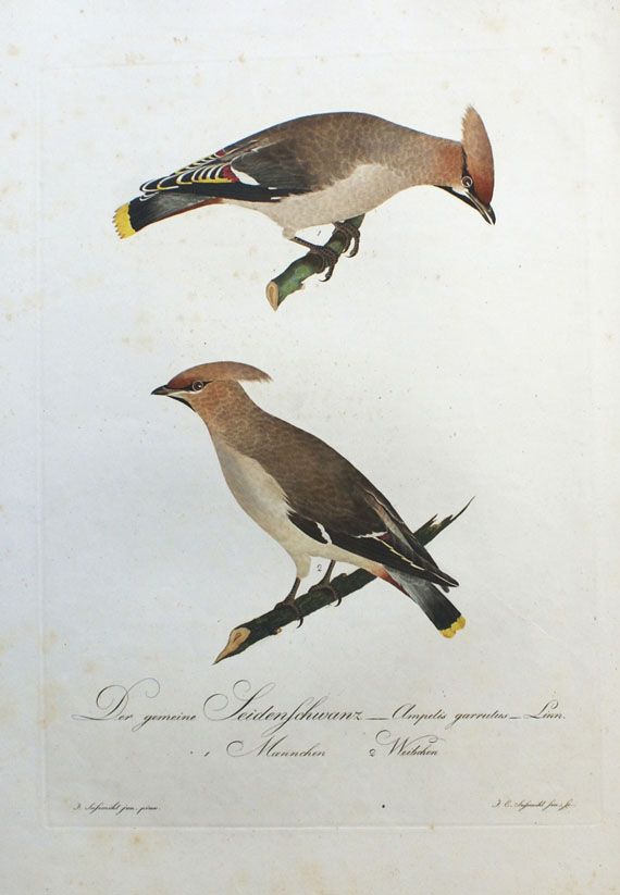 Johann Conrad Susemihl - Teutsche Ornithologie.  Tafelsammlung. 1800ff.