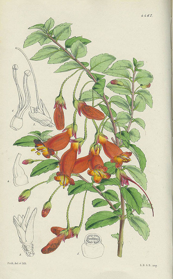 William Curtis - Curtis Botanical Magazin. 11 Bde versch. Jahrgänge. 1849-68