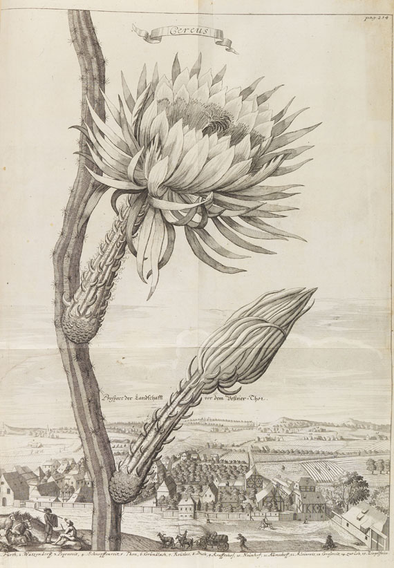 Johann Christoph Volckamer - Nürnbergische Hesperides. 1 Tl. 1708 - Weitere Abbildung