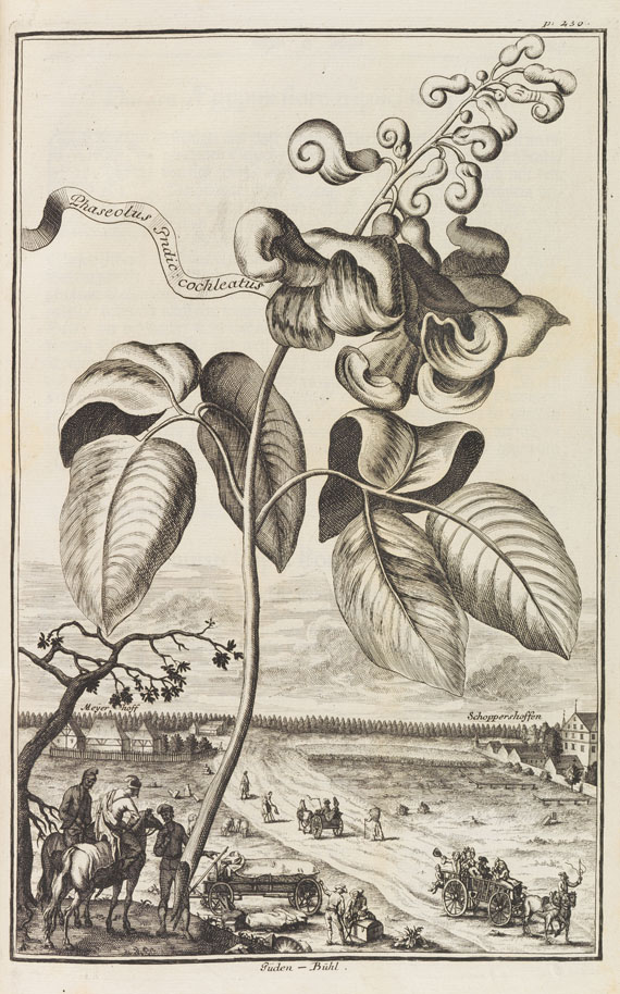 Johann Christoph Volckamer - Nürnbergische Hesperides. 1 Tl. 1708 - Weitere Abbildung