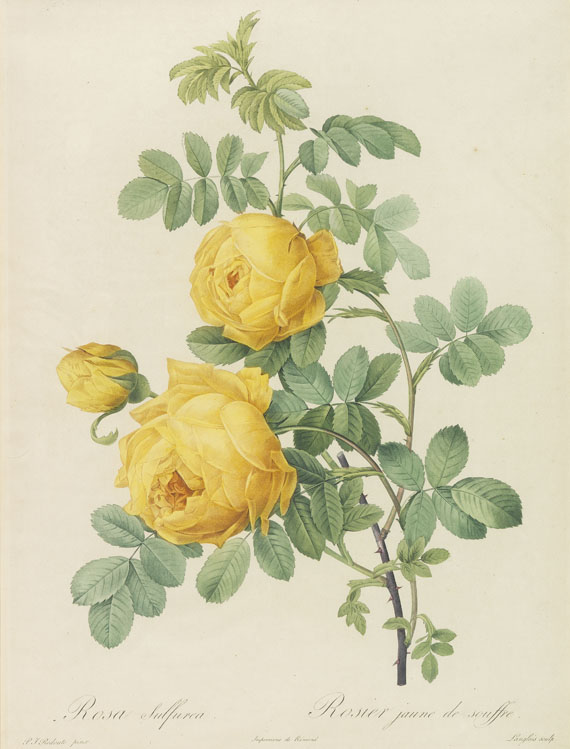 Blumen und Pflanzen - 5 Bll. Redouté, P.-J., Les Roses.