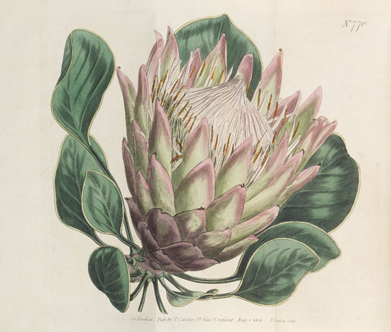 William Curtis - The Botanical Magazine. 46 Bde. 1787-1842. - Weitere Abbildung