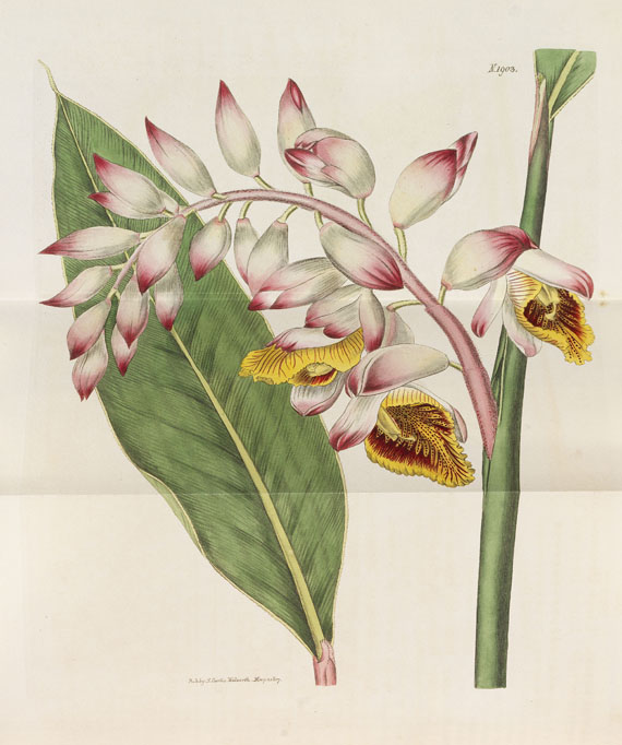 William Curtis - The Botanical Magazine. 46 Bde. 1787-1842. - Weitere Abbildung
