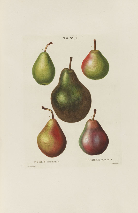Henri Louis Duhamel du Monceau - Trait des arbres et arbustes. 7 Bde. 1800-1819. - Weitere Abbildung