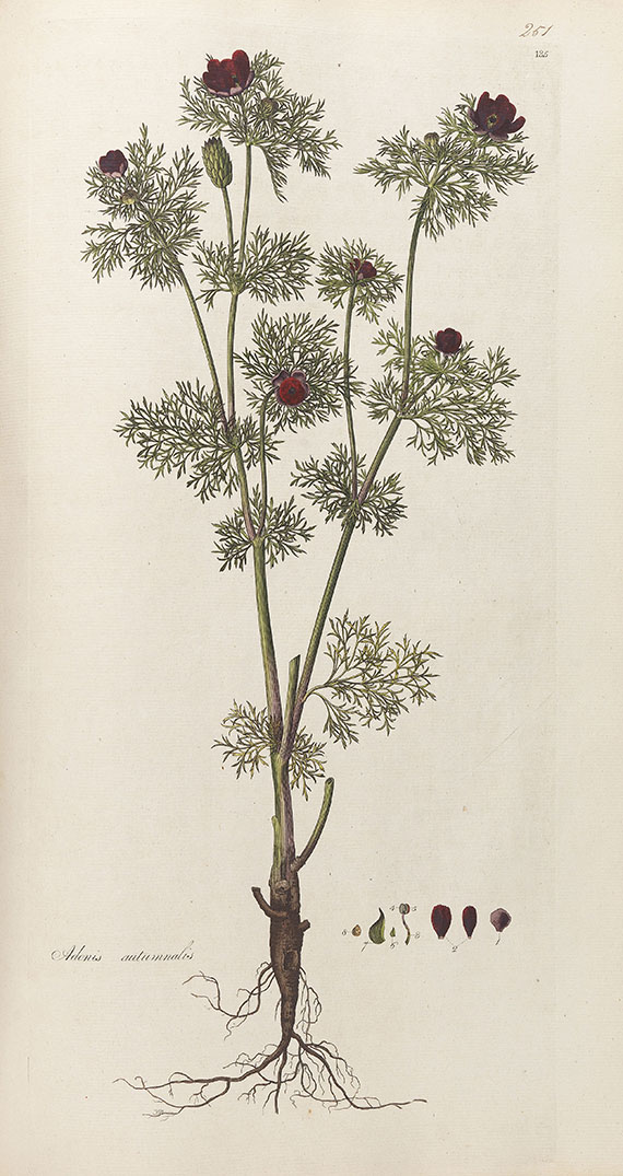 William Curtis - Flora Londinensis. 2 Bde. 1775-1798. - Weitere Abbildung