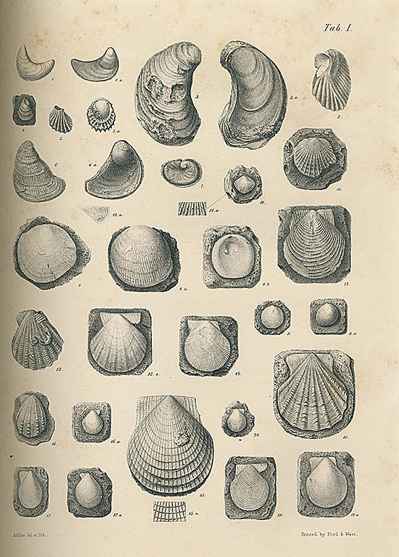 Mollusken und Conchylien - Mollusken und Conchylien. 16 Bde.