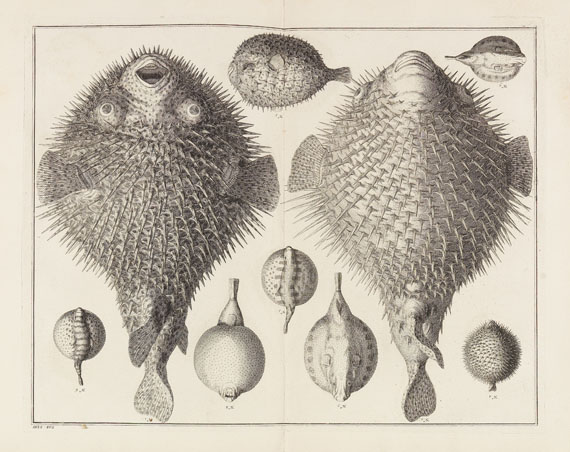 Albert Seba - Locupletissimi Rerum Naturalium Thesauri. 4 Bde. - Weitere Abbildung