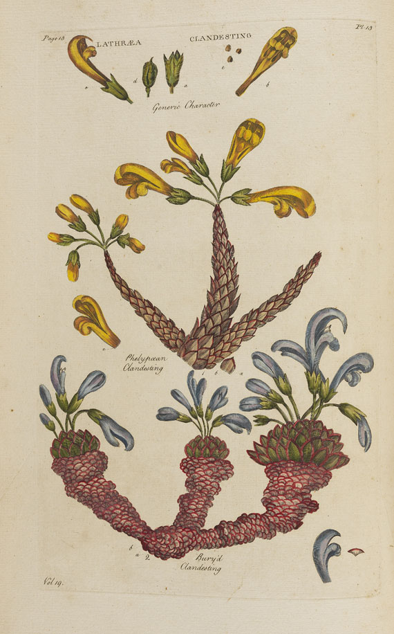 John Hill - Vegetable System. 13 Bde. 1775. - Weitere Abbildung