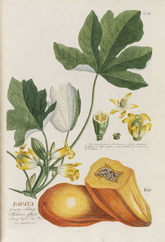 Christoph Jakob Trew - Plantae selectae - Weitere Abbildung