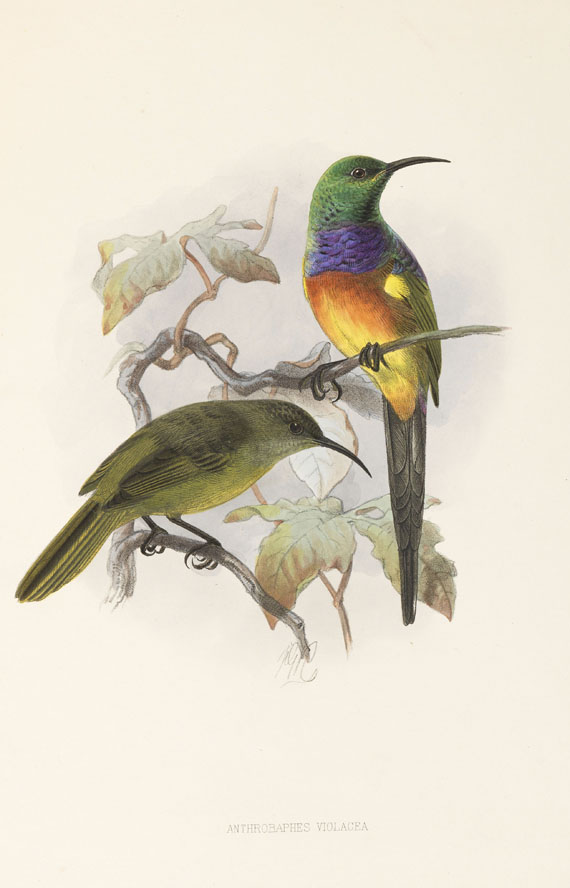 George Ernest Shelley - A monograph of the Nectariniidae, or sun birds - Weitere Abbildung