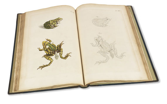 Augustin Johann Rösel von Rosenhof - Historia naturalis ranarum nostratium - Weitere Abbildung