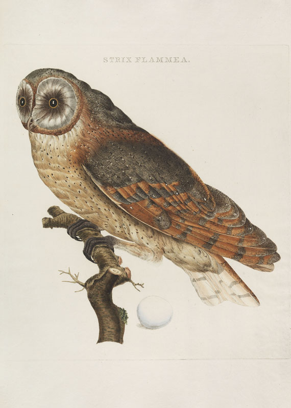 Cornelius Nozeman - Nederlandsche vogelen. 5 Bände, ungebunden in Kassetten - Weitere Abbildung