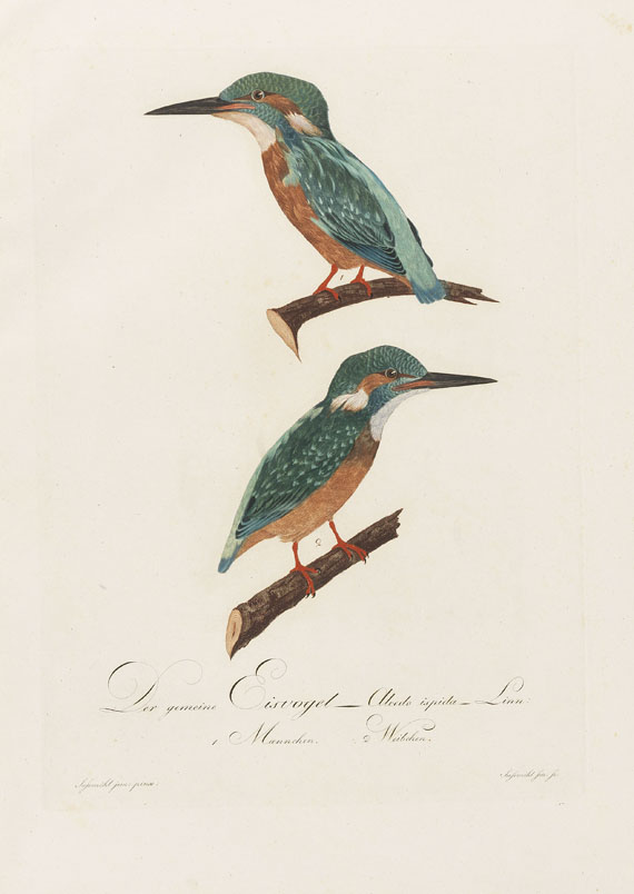 Johann Conrad Susemihl - Teutsche Ornithologie - Weitere Abbildung