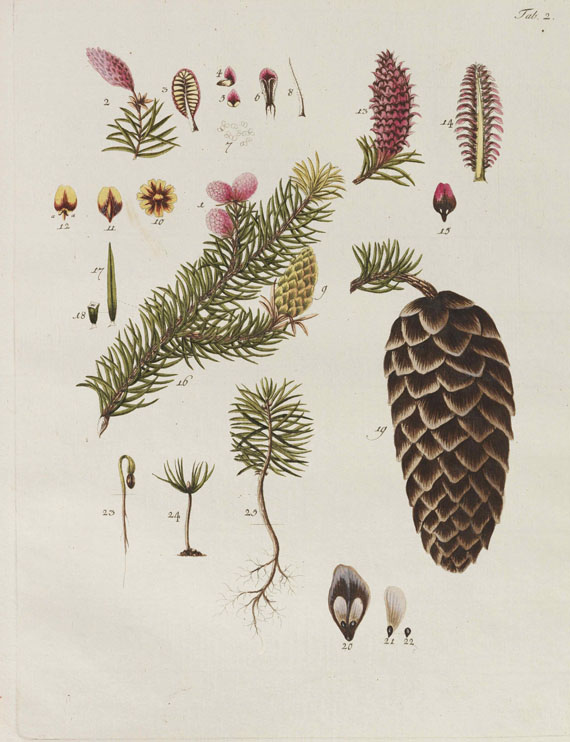 Johann Simon Kerner - Beschreibung und Abbildung der Bäume und Gesträuche