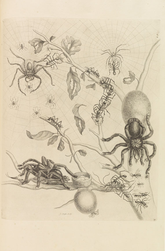 Maria Sibylla Merian - Veranderingen der surinaamsche Insecten - Weitere Abbildung