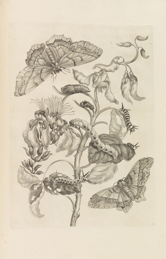 Maria Sibylla Merian - Veranderingen der surinaamsche Insecten, 1730