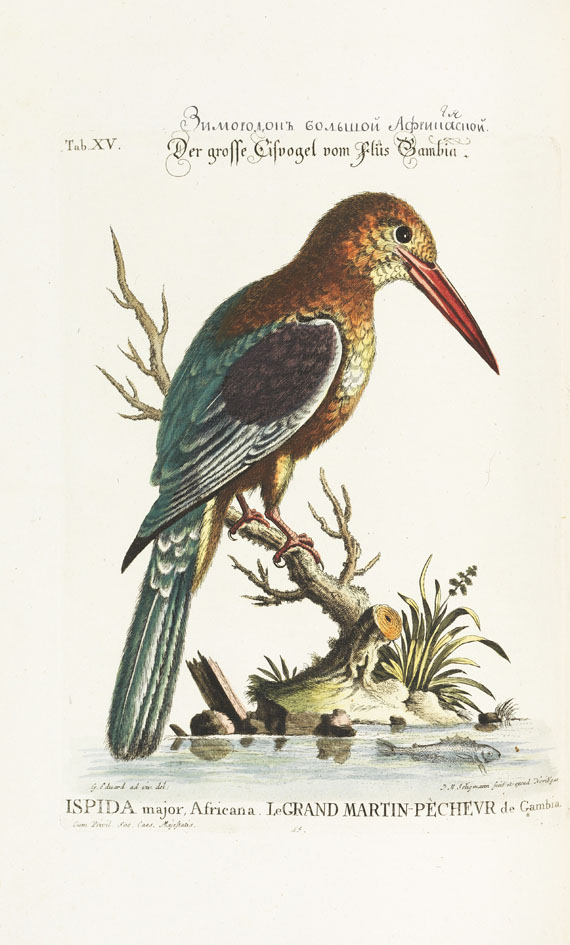 Johann Michael Seligmann - Sammlung verschiedener ausländischer und seltener Vögel, Bd. I und II - Weitere Abbildung