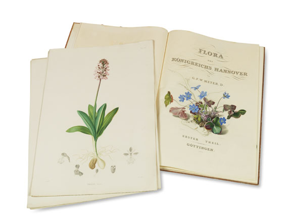 Georg Friedrich Wilhelm Meyer - Flora des Flora des Königreichs Hannover - Weitere Abbildung