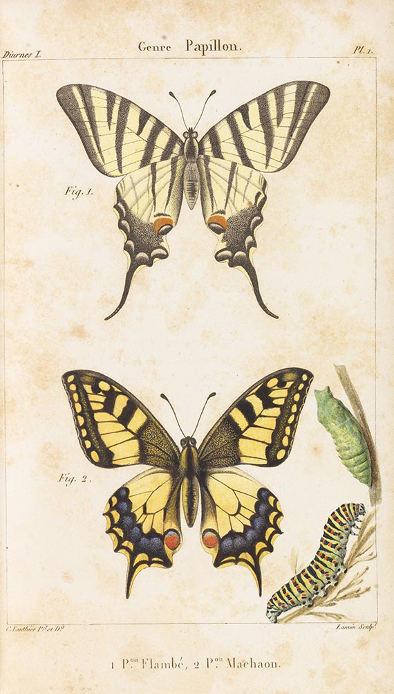 Jean-Baptiste Godart - Histoire naturelle des lépidoptères ou papillons de France. 11 in 13 Bdn
