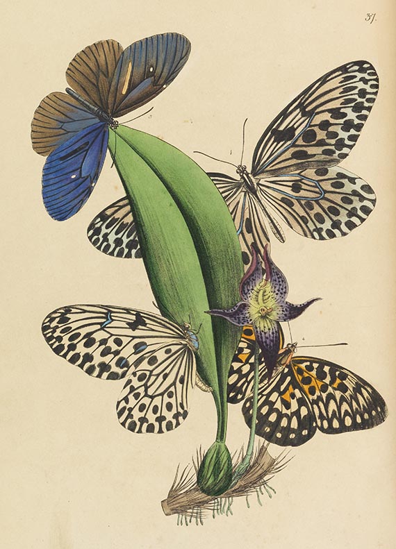John Obadjah Westwood - The Cabinet of Oriental Entomology - Weitere Abbildung