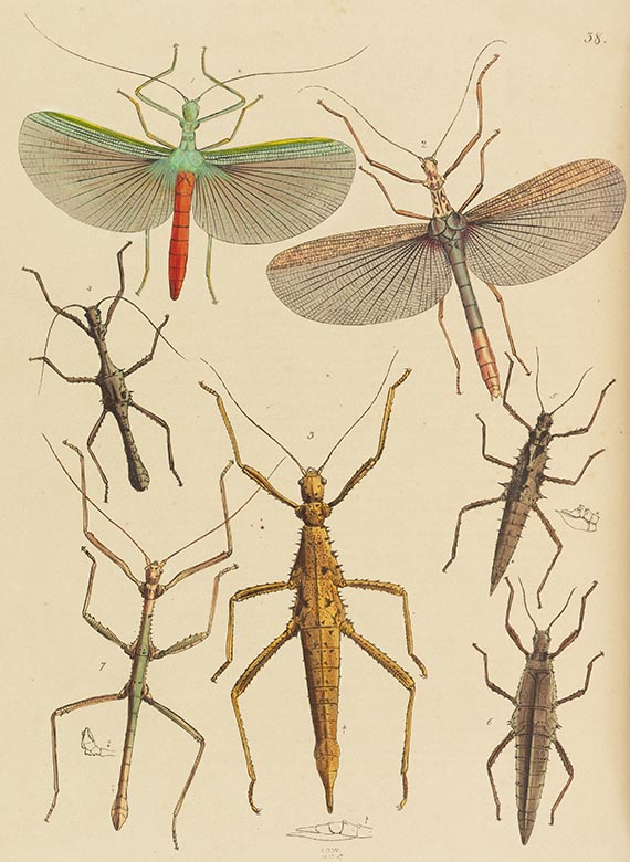 John Obadjah Westwood - The Cabinet of Oriental Entomology - Weitere Abbildung