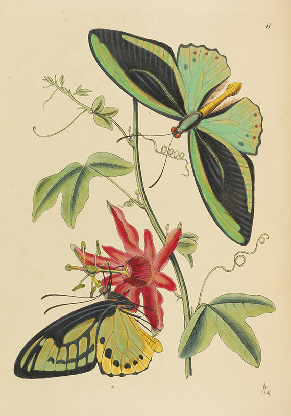 John Obadjah Westwood - The Cabinet of Oriental Entomology