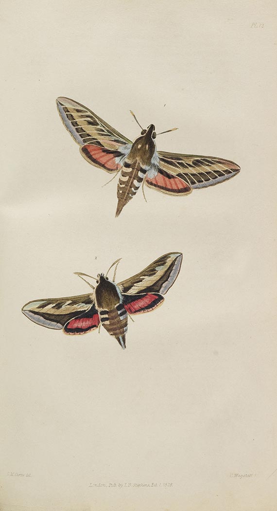 James Francis Stephens - Illustrations of British Entomology