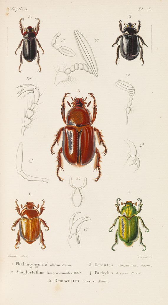 Jean Théodore Lacordaire - Histoire naturelle des insectes