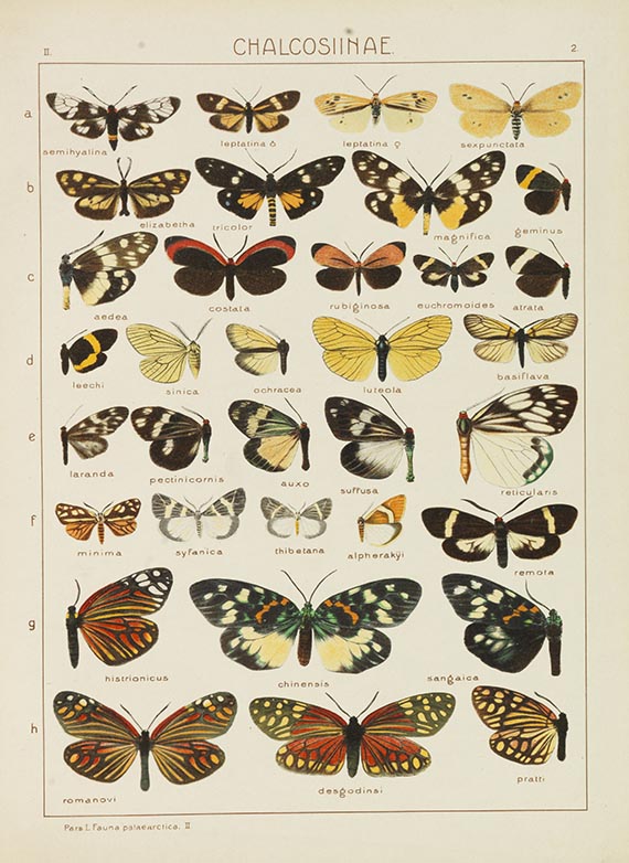 Seitz, Adalbert - Konvolut Schmetterlingsbücher