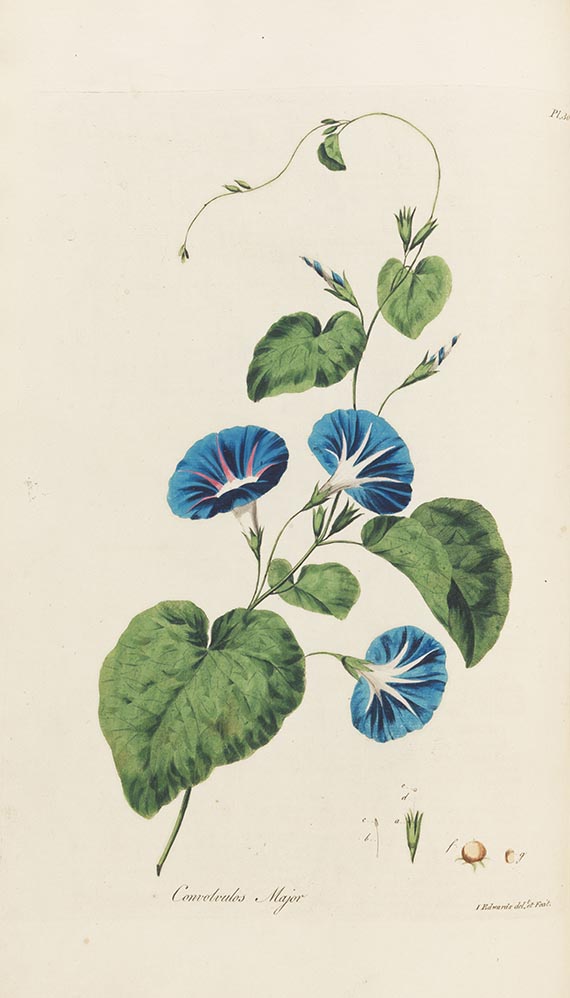 John Edwards - The British herbal - Weitere Abbildung