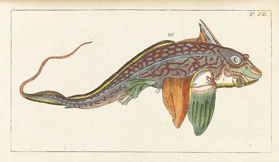 Gottlieb Tobias Wilhelm - Unterhaltungen aus der Naturgeschichte - Weitere Abbildung