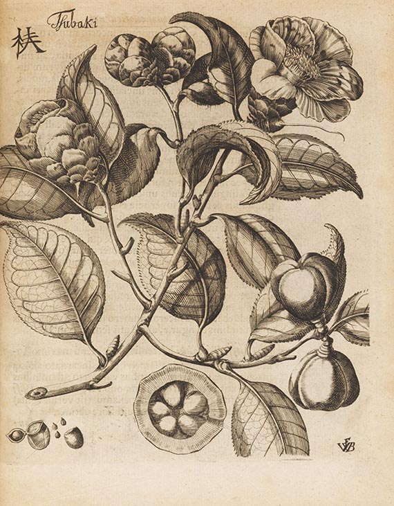 Engelbert Kaempfer - Amoenitatum exoticarum - Weitere Abbildung